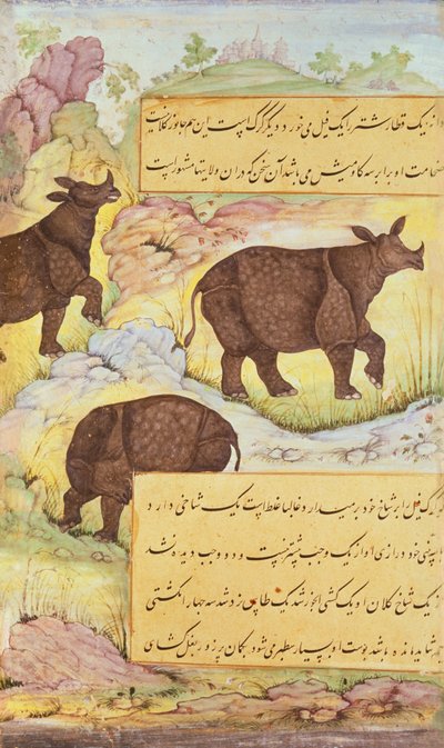 Neushoorn, illustratie uit de 